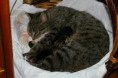 /album/gatti/tn-2007micini-045-jpg/